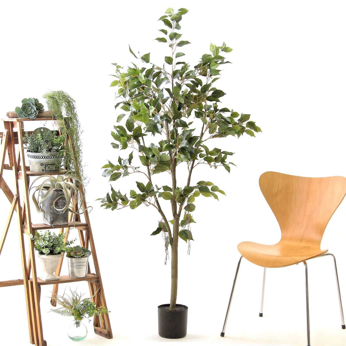 プラ鉢（+0円）