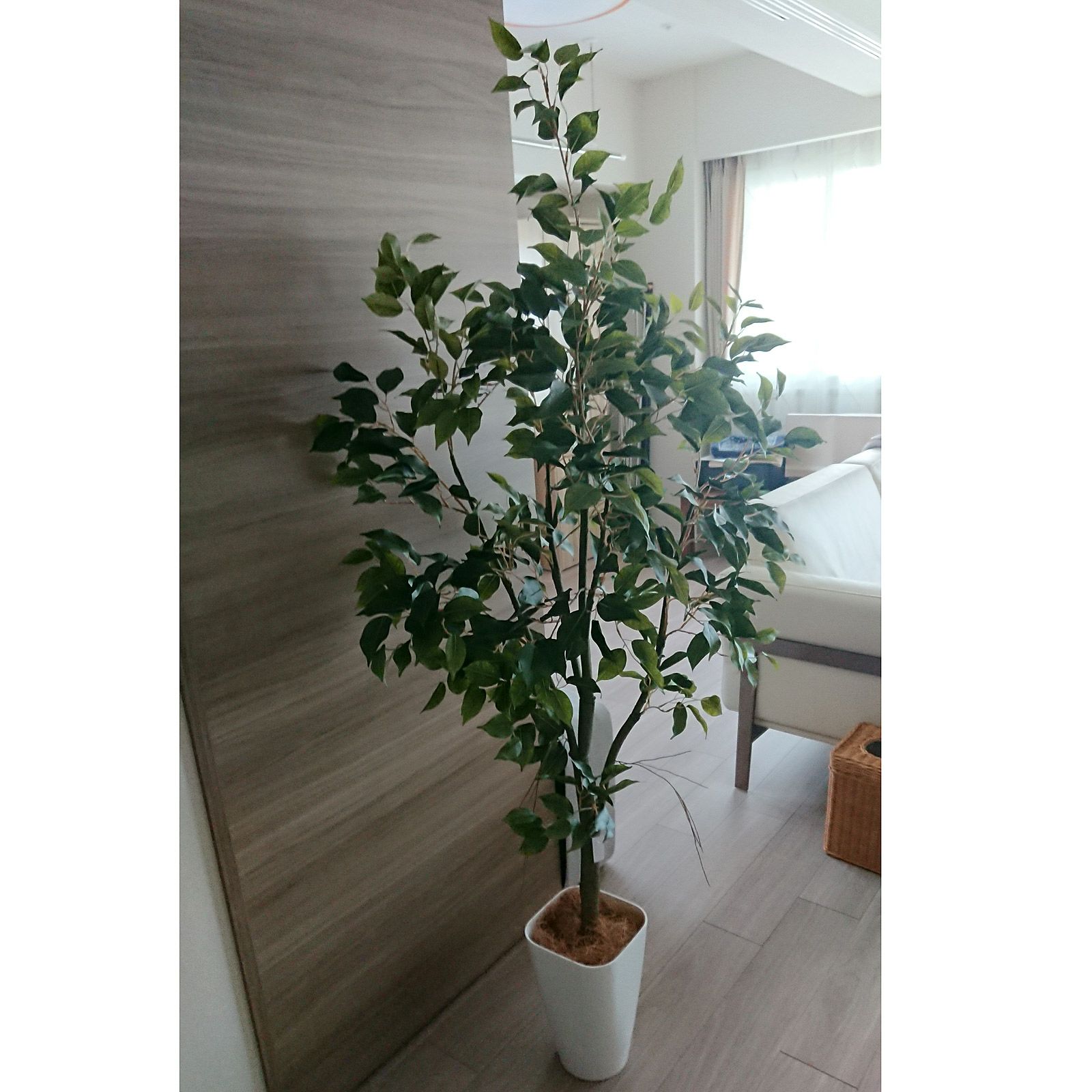 光触媒 人工観葉植物 ウォールグリーン フェイクグリーン ベンジャミン 
