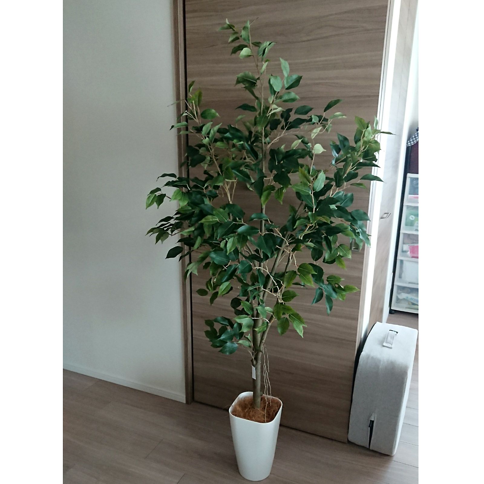 光触媒　人工観葉植物　ウォールグリーン　フェイクグリーン　ベンジャミン一点もの 光触媒 人工観葉植物 ウォールグリーン フェイクグリーン