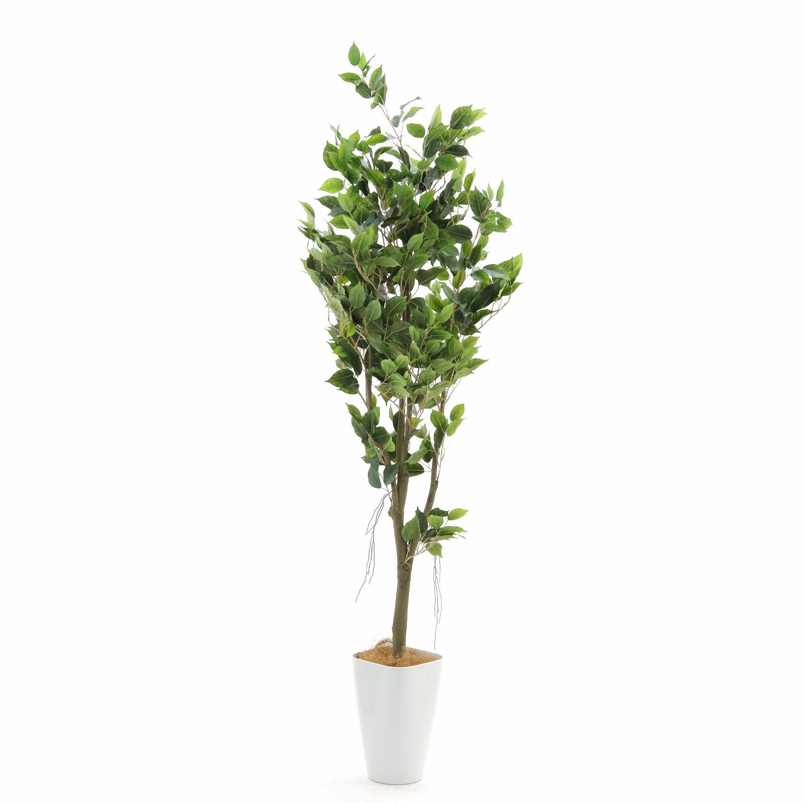 光触媒　人工観葉植物　ウォールグリーン　フェイクグリーン　ベンジャミン一点もの 光触媒 人工観葉植物 ウォールグリーン フェイクグリーン