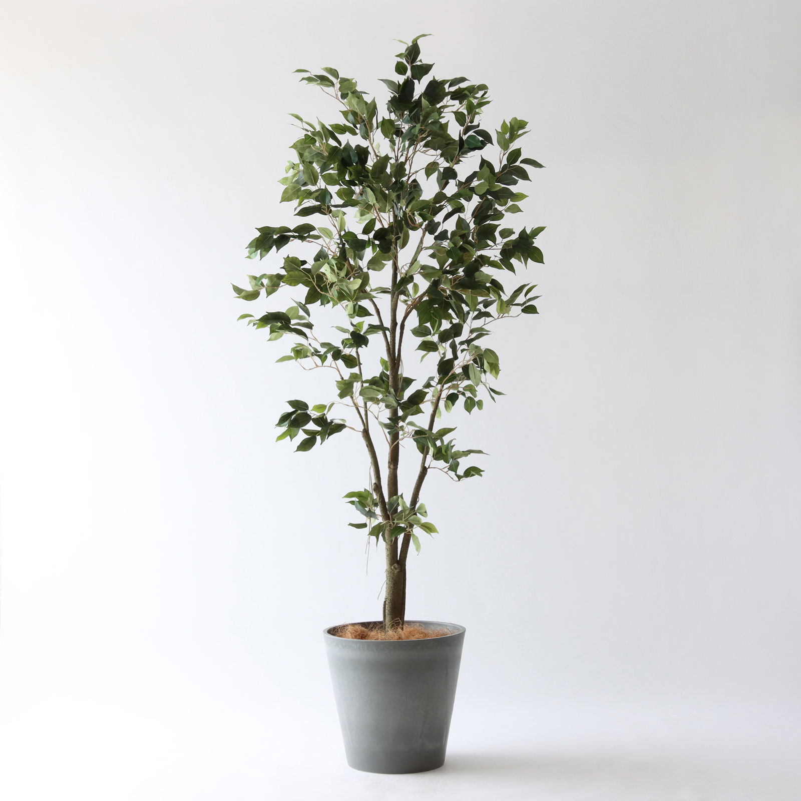 No9277 プレミアム光触媒フェイクグリーン フィカス ベンジャミン 高さ170cm 幅90cm 奥行80cm 造花ドットコム Zouka Com