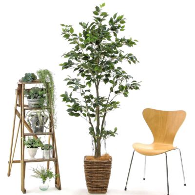 光触媒　人工観葉植物　ウォールグリーン　フェイクグリーン　コーヒーの木実付き コーヒーの木 | プレミアム光触媒フェイクグリーン 造花ドット