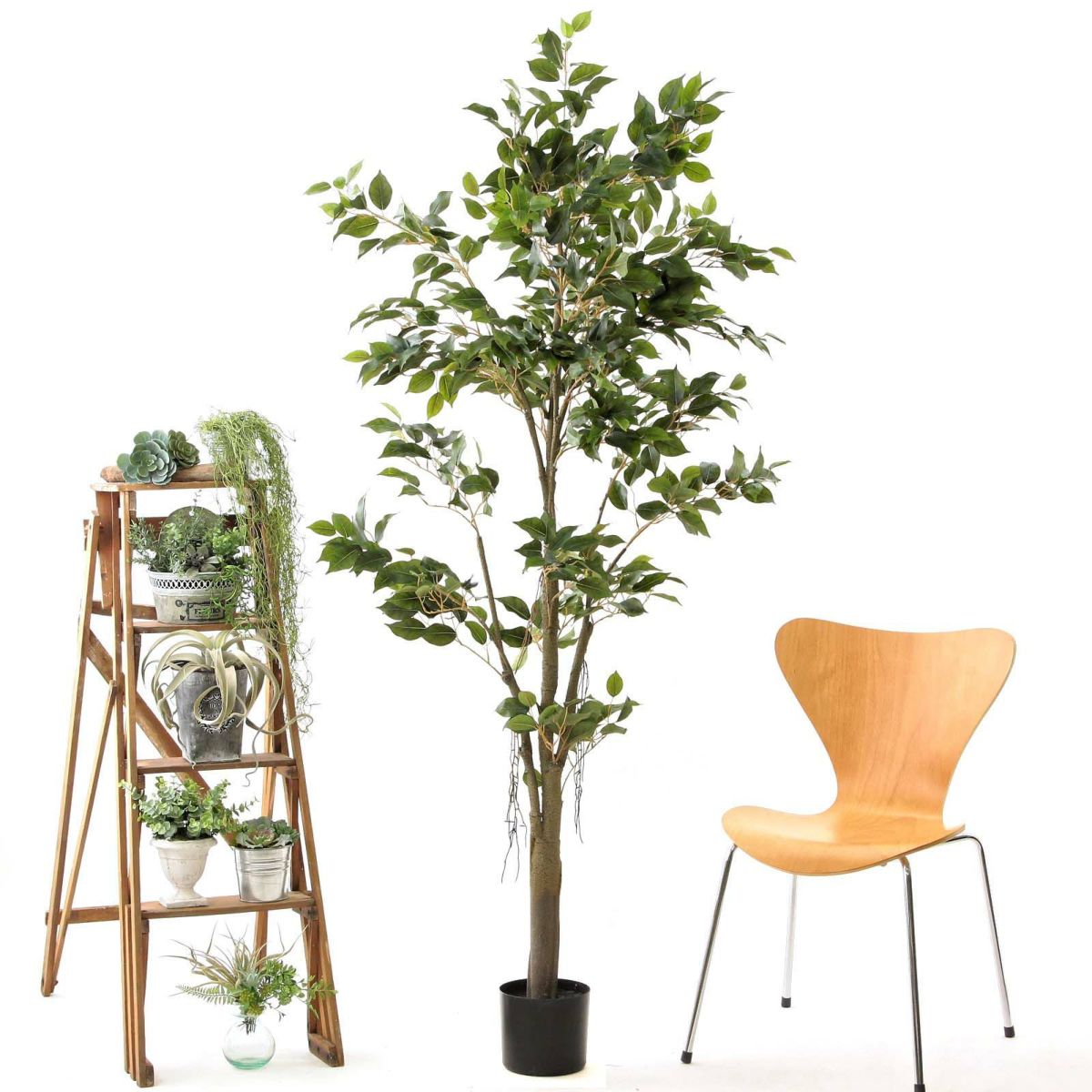 プラ鉢（+0円）