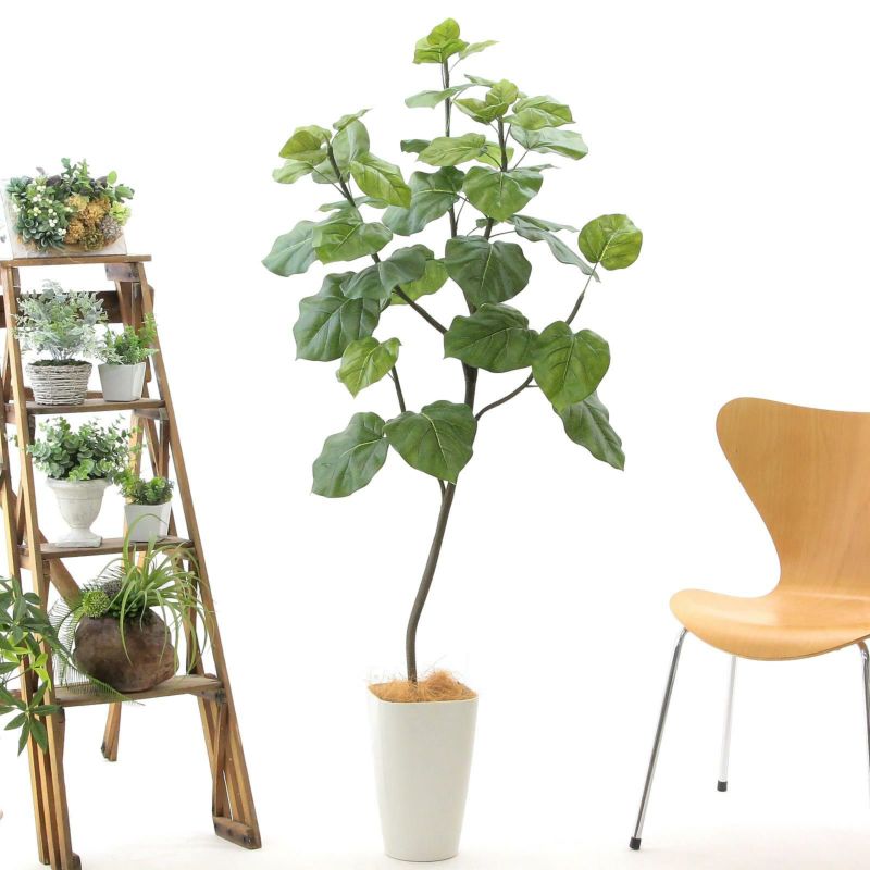 No92 プレミアム光触媒フェイクグリーン フィカス ウンベラータ 5枝 高さ150cm 幅65cm 奥行60cm 造花ドットコム Zouka Com