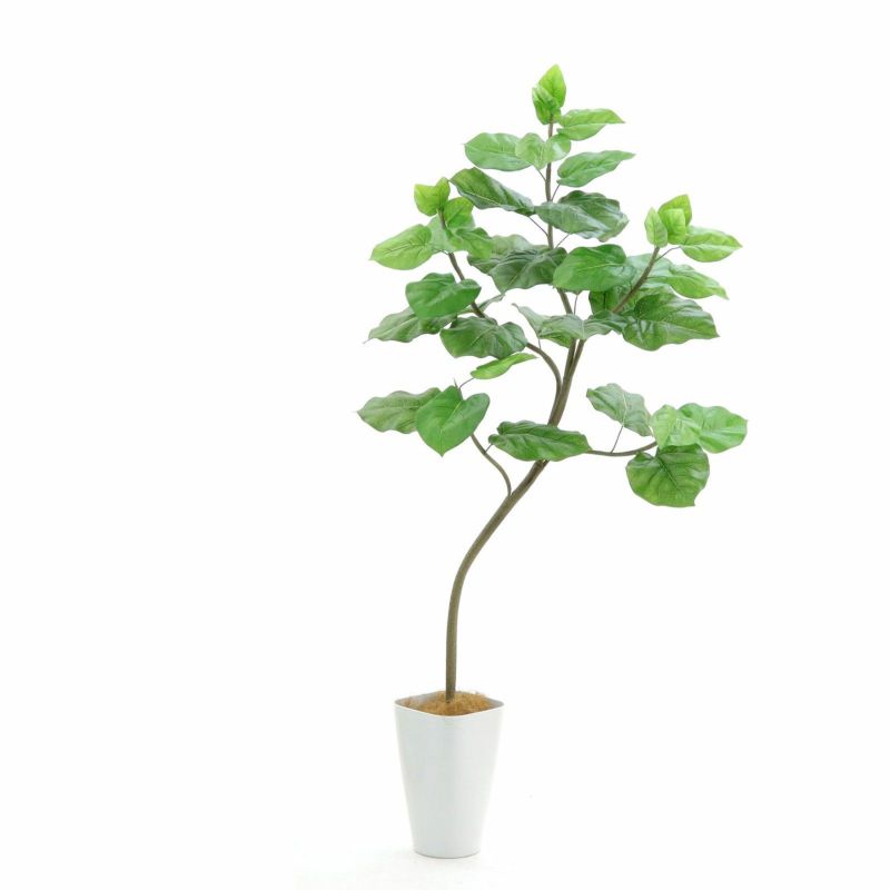 光触媒人工観葉植物 32560「【本物そっくり】 フィカス・ウンベラータ 3本立 販売 140cm＋スマートポット（CHIC8）」