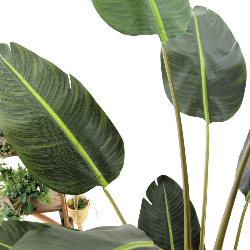 大型のストレチア レギネの観葉植物、幅90cm、高さ120cmです(A)。