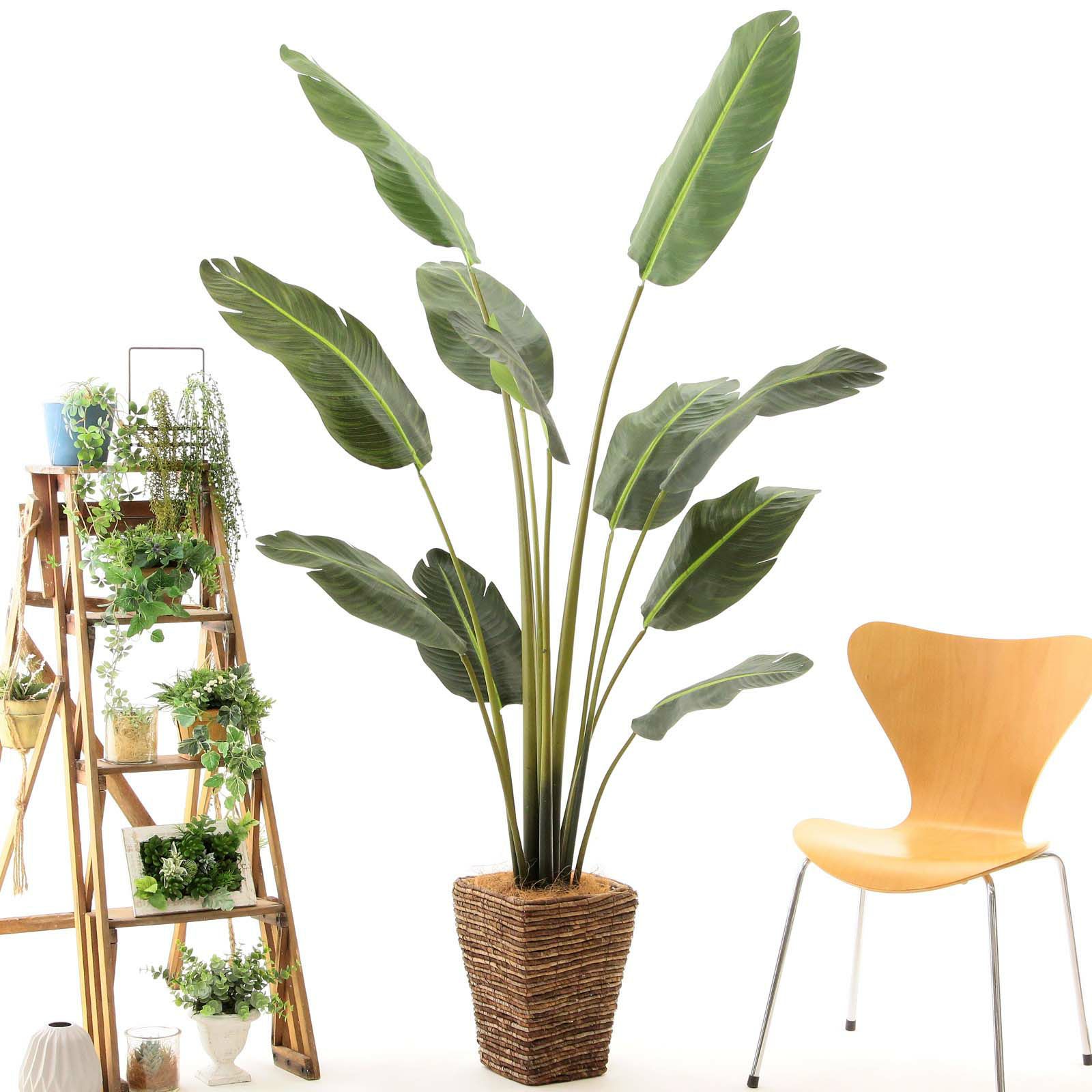 観葉植物 フェイクグリーン　ニトリ　オーガスタ　ストレチア 楽天市場】人工観葉植物 フェイクグリーン 観葉植物