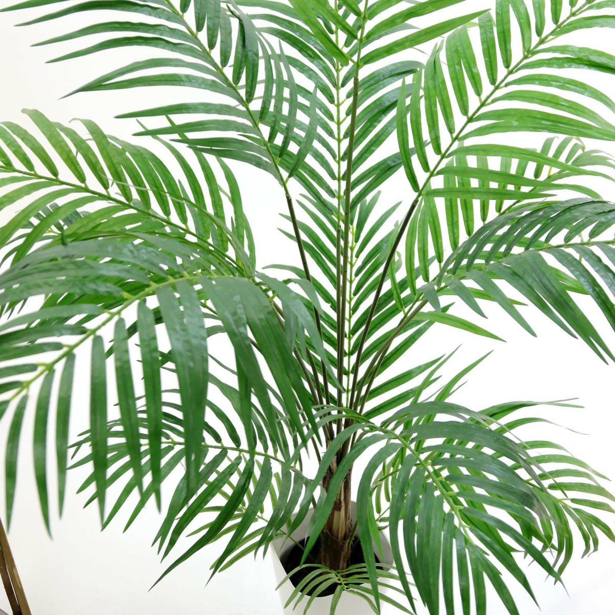 フェイクグリーン の アレカパームヤシ です