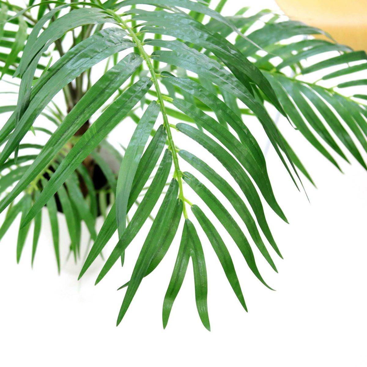 葉先はちょっとよれているものも。