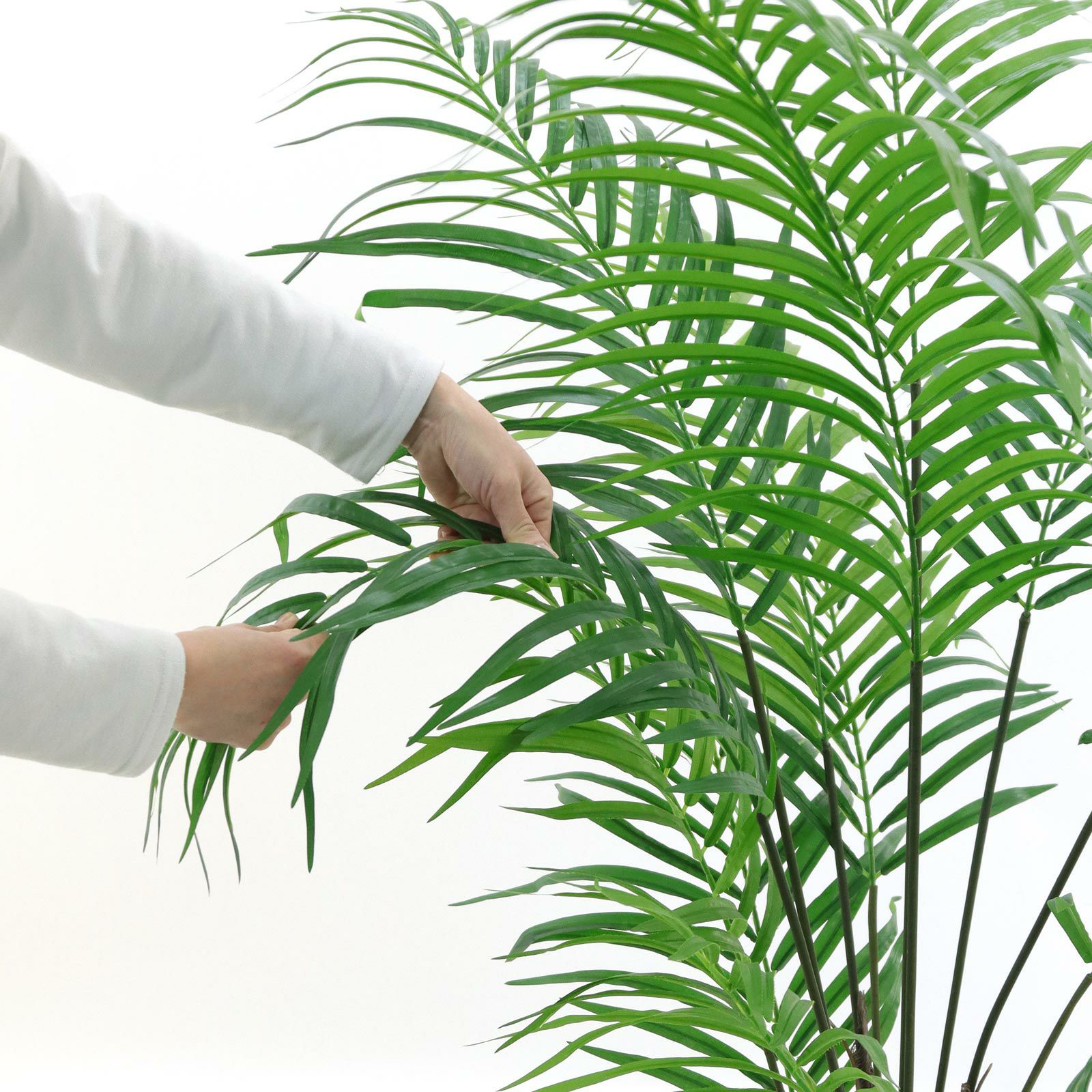 ⭐︎リアル　シダなど 000000000071-20.jpg?t=