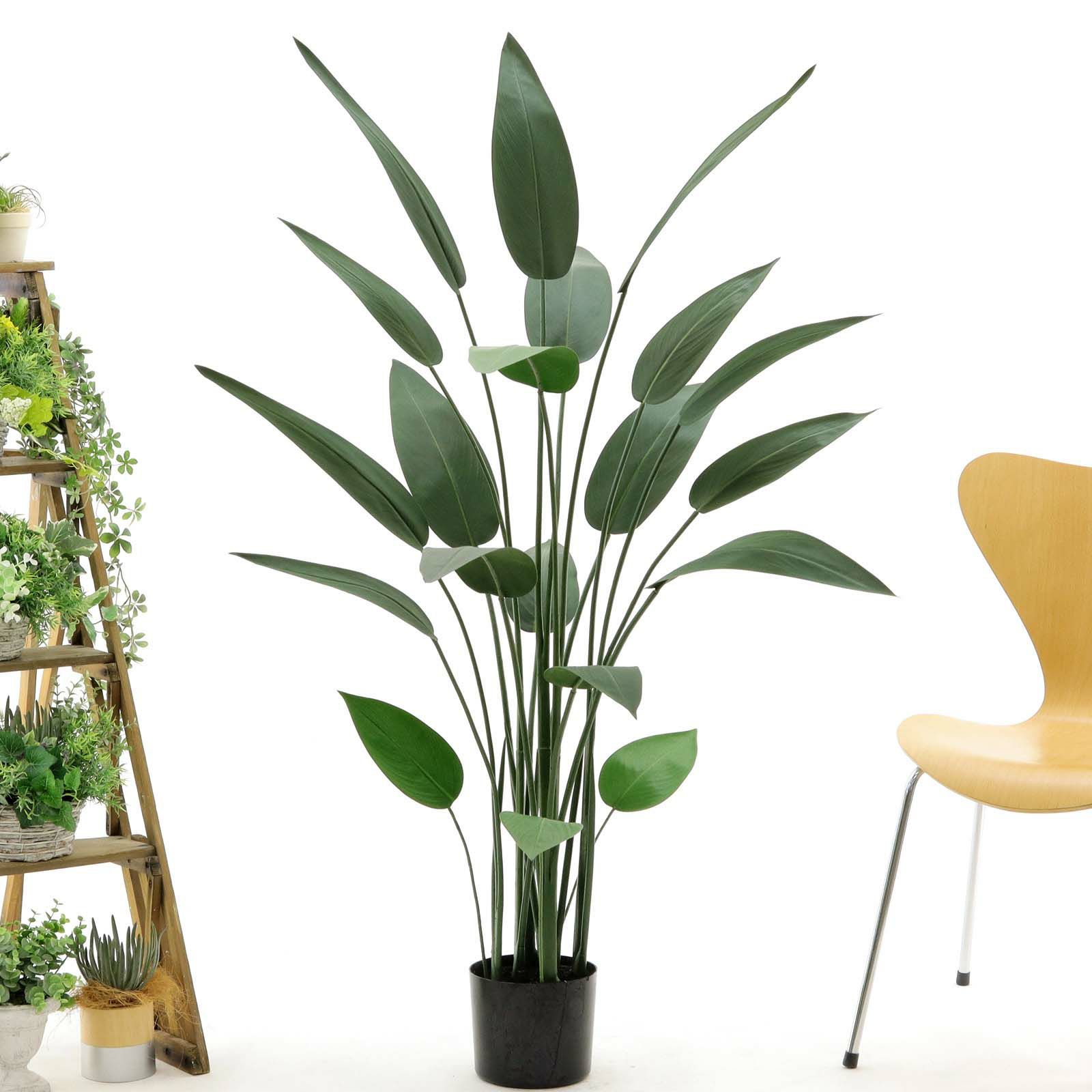 CT触媒インテリアグリーン ストレリチア 高さ115cm ストレリチア ストレチア 大型 観葉植物 おしゃれ 人気