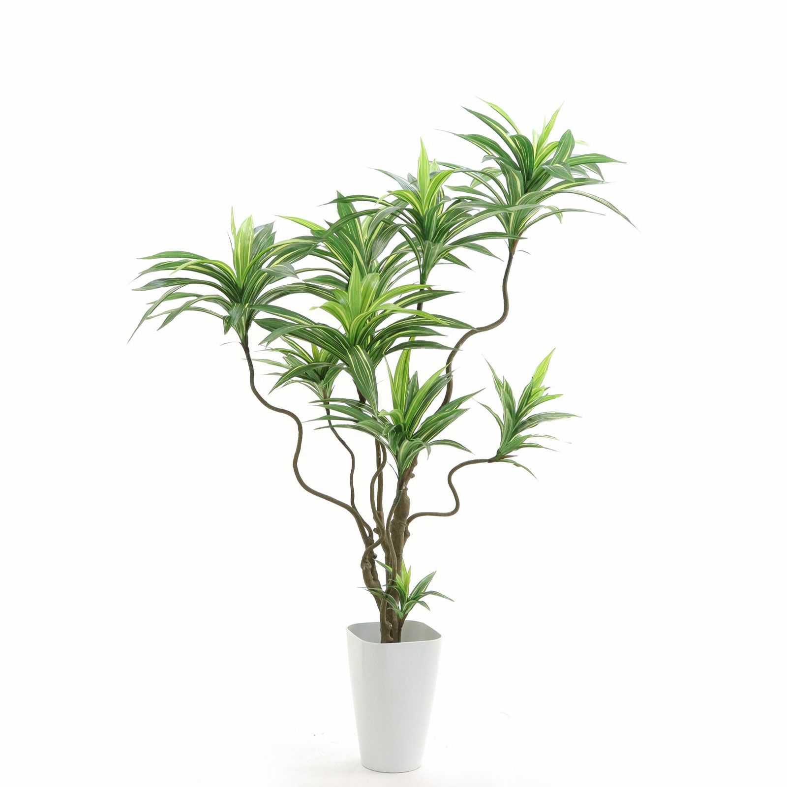 【一点限定】ドラセナ ヴィクトリア Lサイズ 透き通るような美しさ 観葉植物 一点限定】ドラセナ ヴィクトリア Lサイズ 透き通るような美しさ 観葉