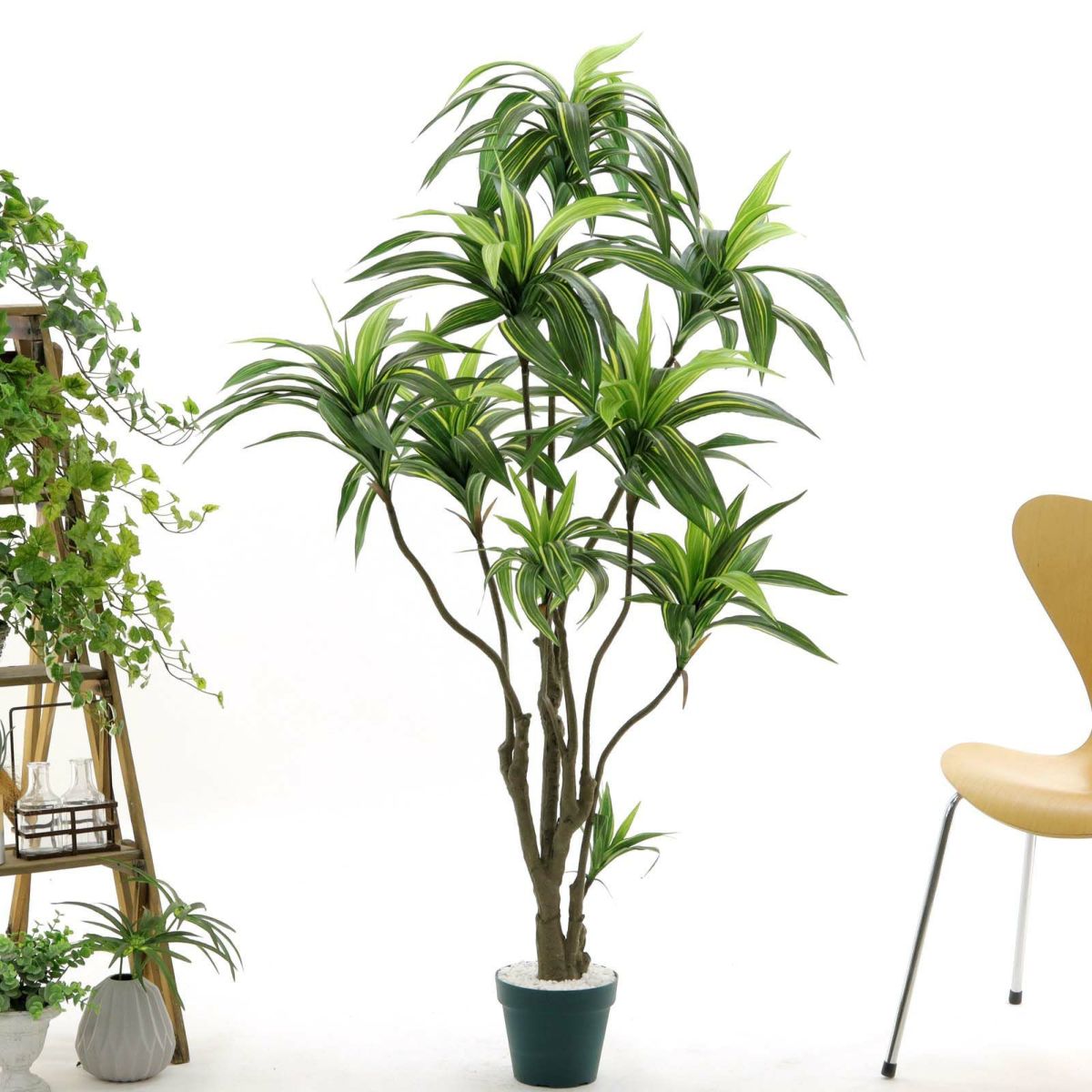 プラ鉢（+0円）