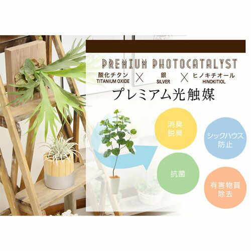 No8419 プレミアム光触媒フェイクグリーン フィカス ベンジャミン 高さ90cm 幅65cm 奥行60cm 造花ドットコム Zouka Com