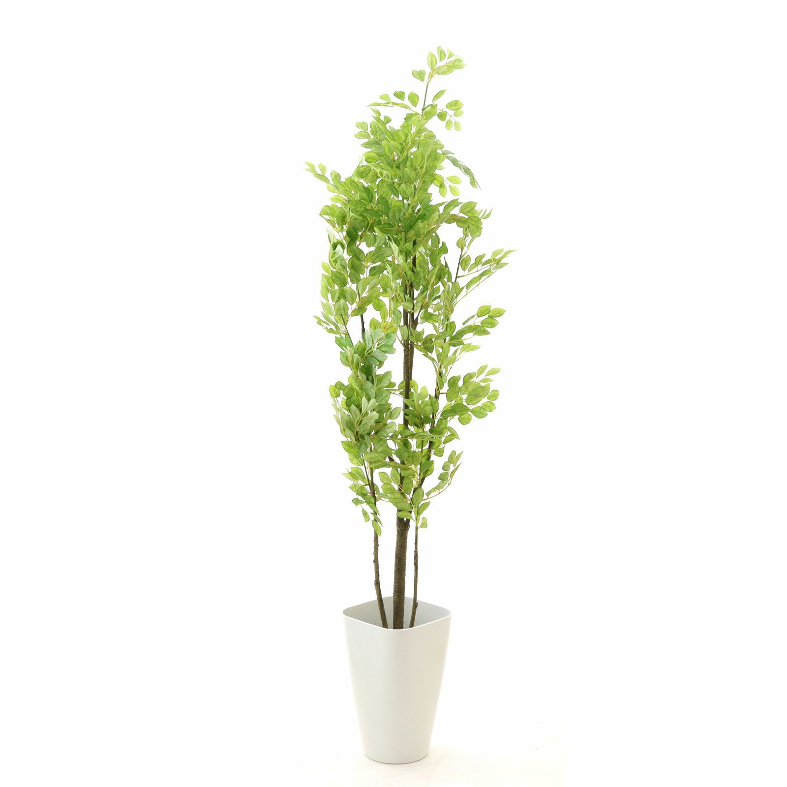 観葉植物 約80cm 羽状葉 緑 観葉植物 約80cm 羽状葉 緑
