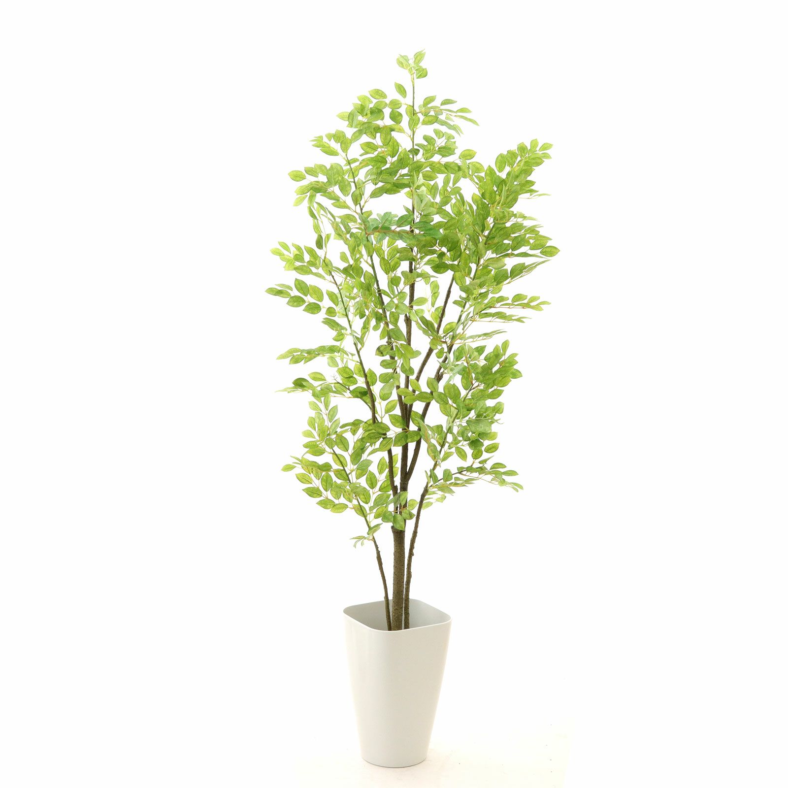観葉植物　130株以上まとめ売り あんしん樹形セレクト | 観葉植物の通販ならHitoHana（ひとはな）