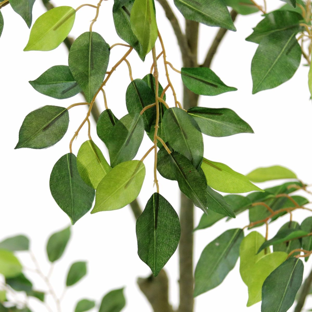 きれいな色の葉っぱです。