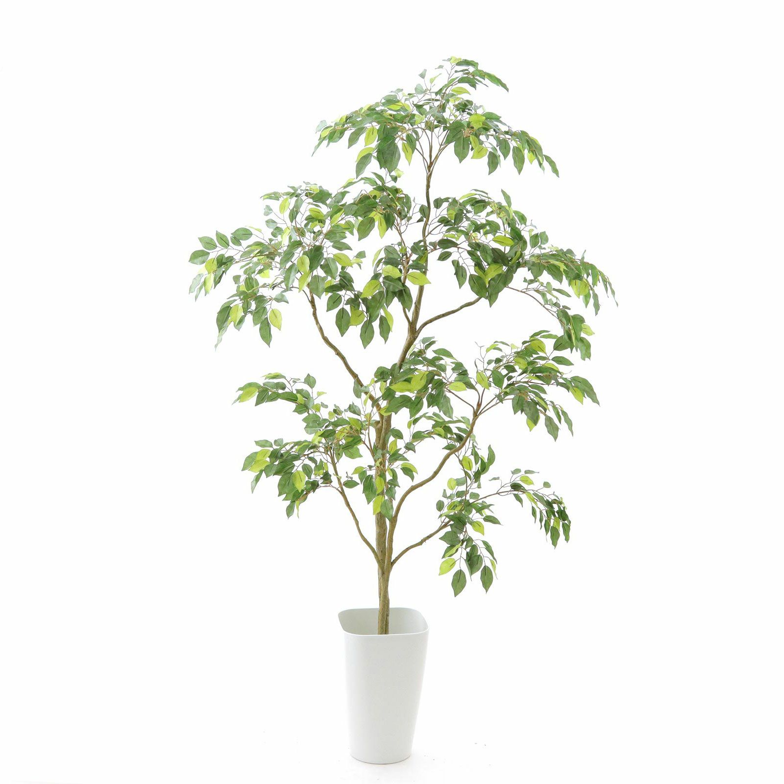 その他観葉植物 / 観葉植物｜ソングオブインディア 8号【THE GOOD FLOWER JAPAN】