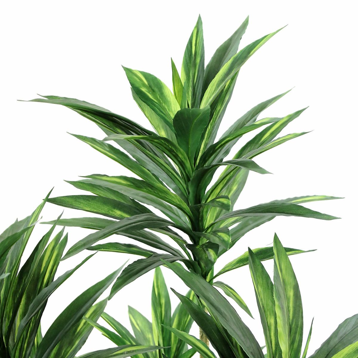 こちらは少しだけ葉を広げて調整したもの