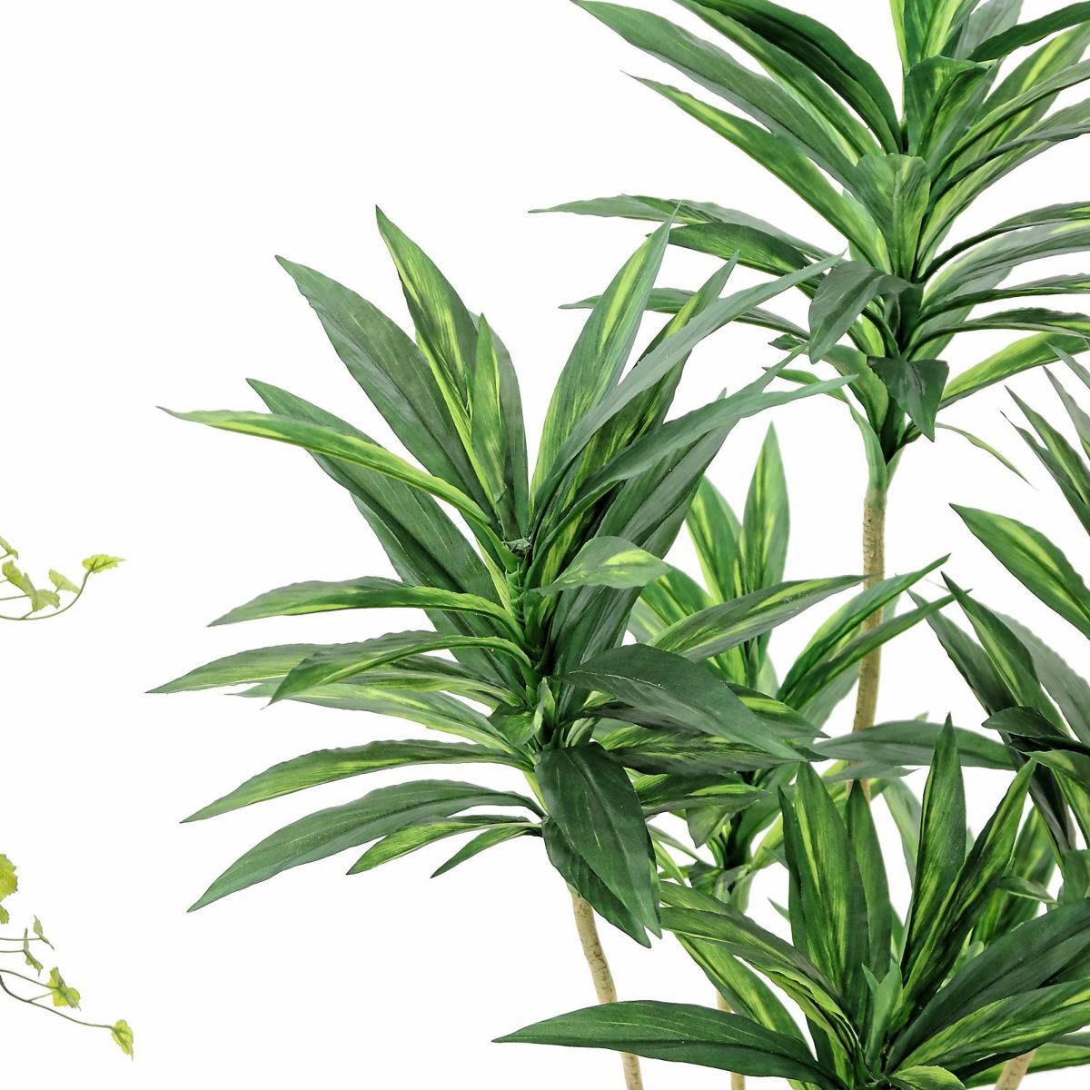 夏場の暑い時期は、葉が広がりやすいです