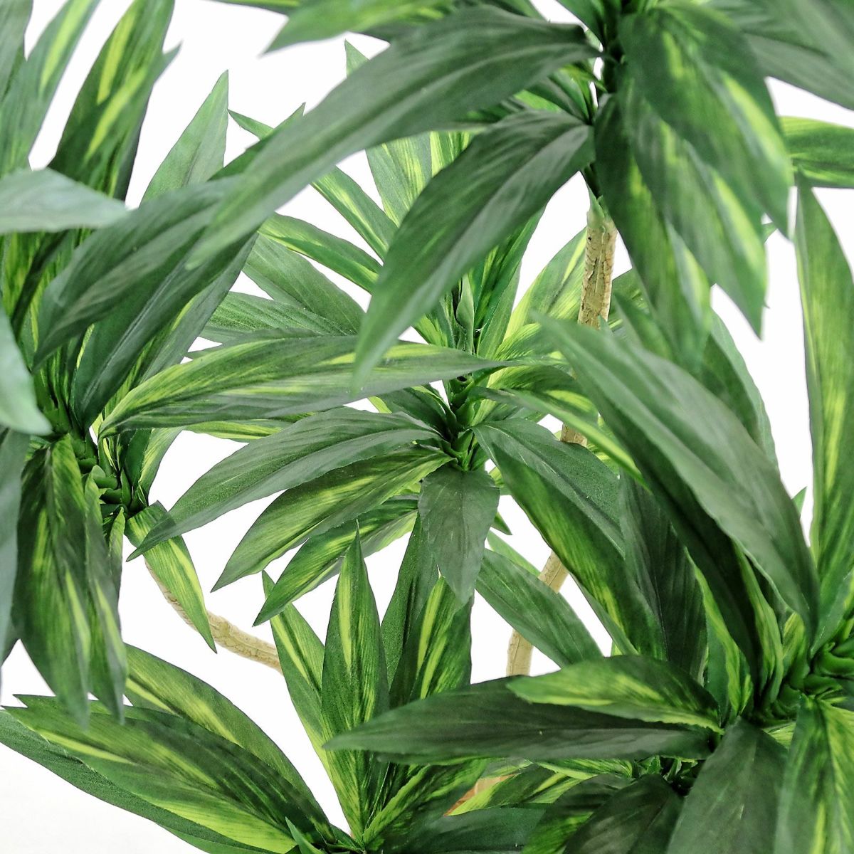 葉は多いので、目立ちません。