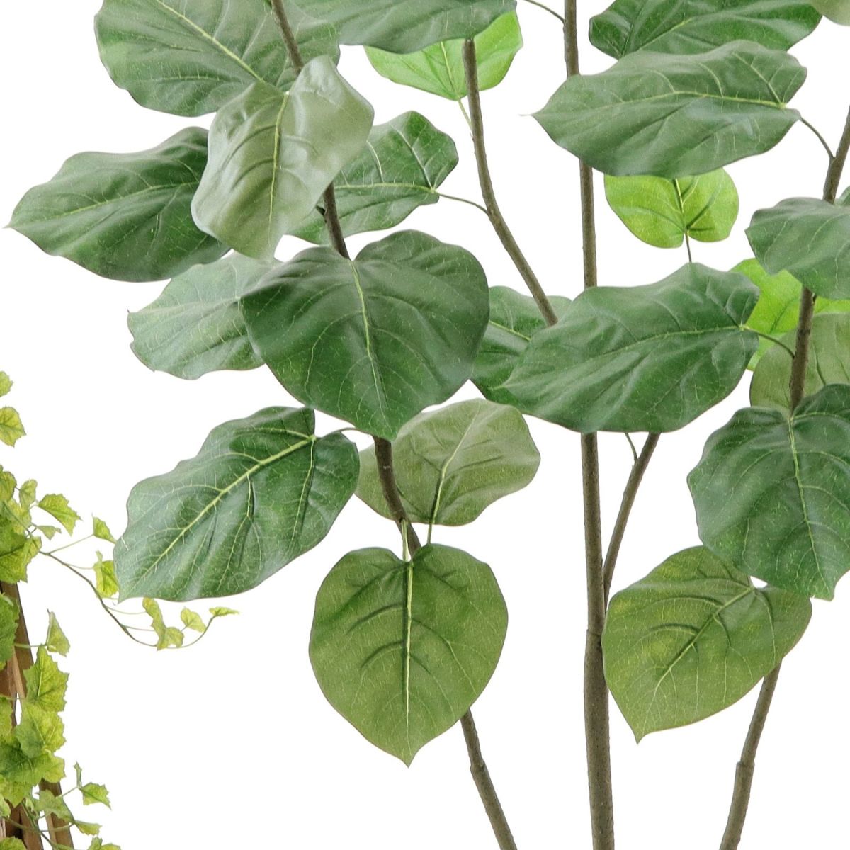 葉は決して肉厚ではないのですが