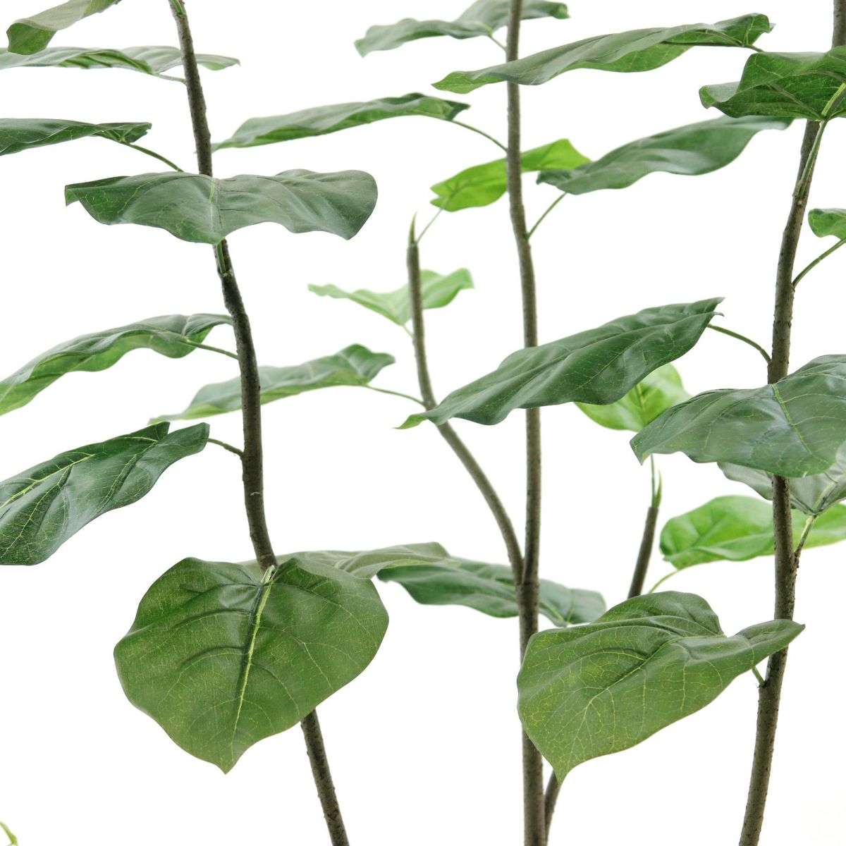 葉脈がセンターとずれているものも