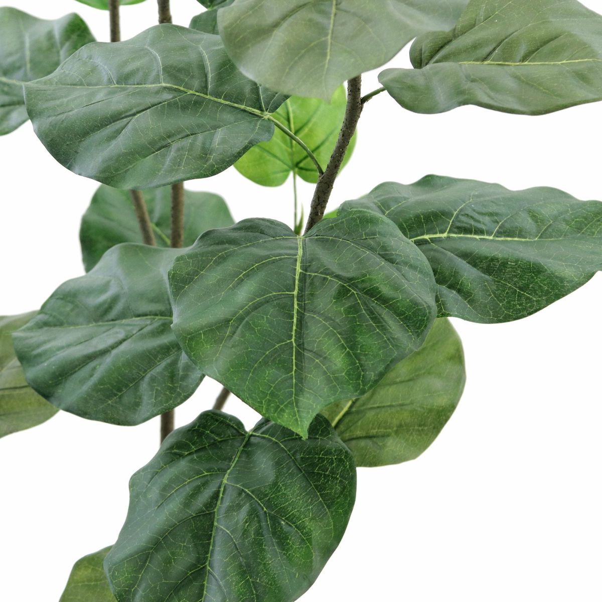 こちらは、ちょっと葉脈のセンターがずれてますね