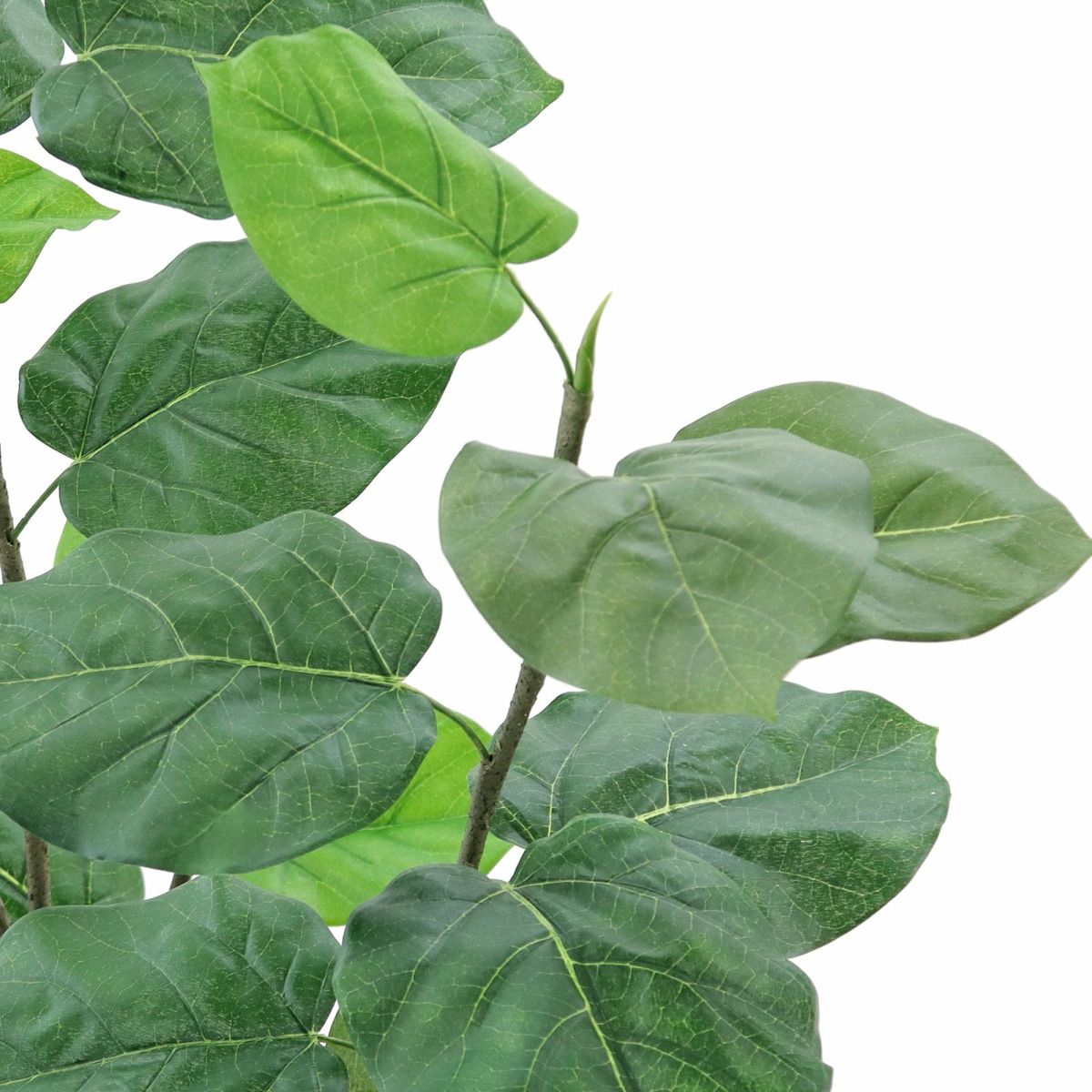 葉自体に丸みを帯びるようにすることもできます