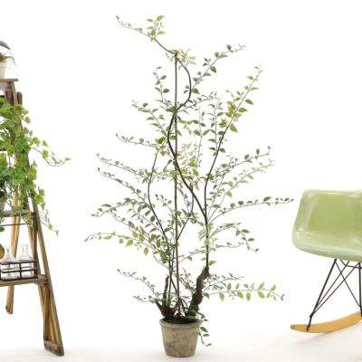 No9375 プレミアム光触媒フェイクグリーン 「個性的つる性植物 ハニーサックル 高さ130cm 幅85cm 奥行85cm」