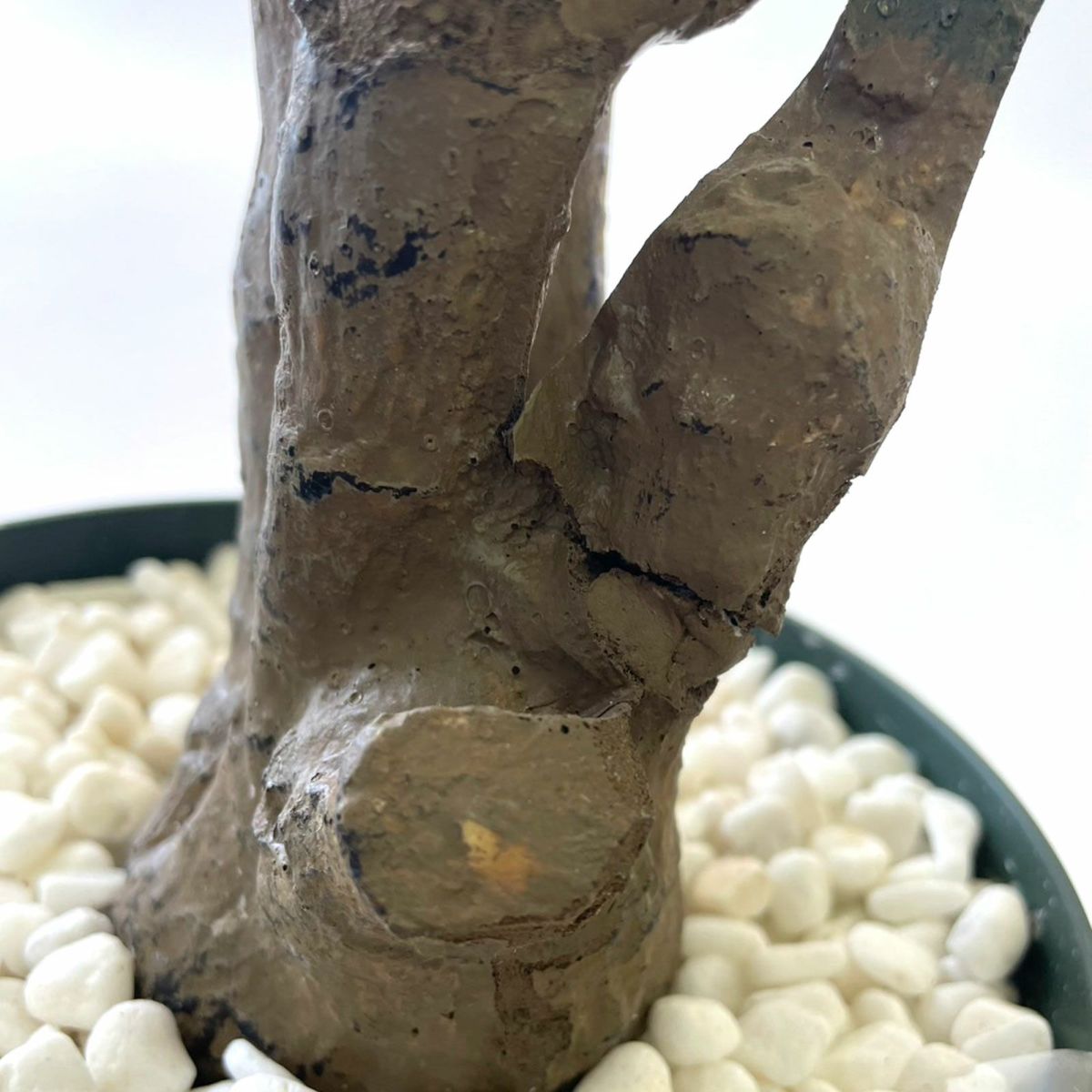 【キズ一例】幹割れ