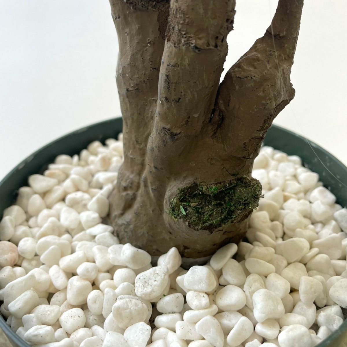 【キズ一例】幹削れ…補修跡あり