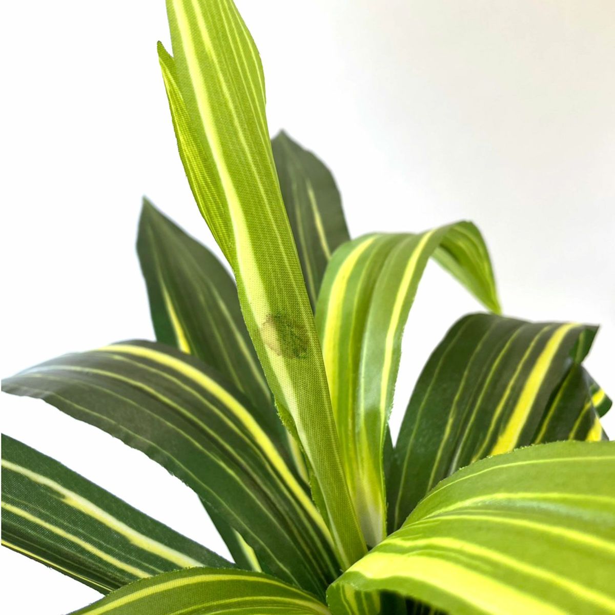 【キズ一例】葉に汚れあり