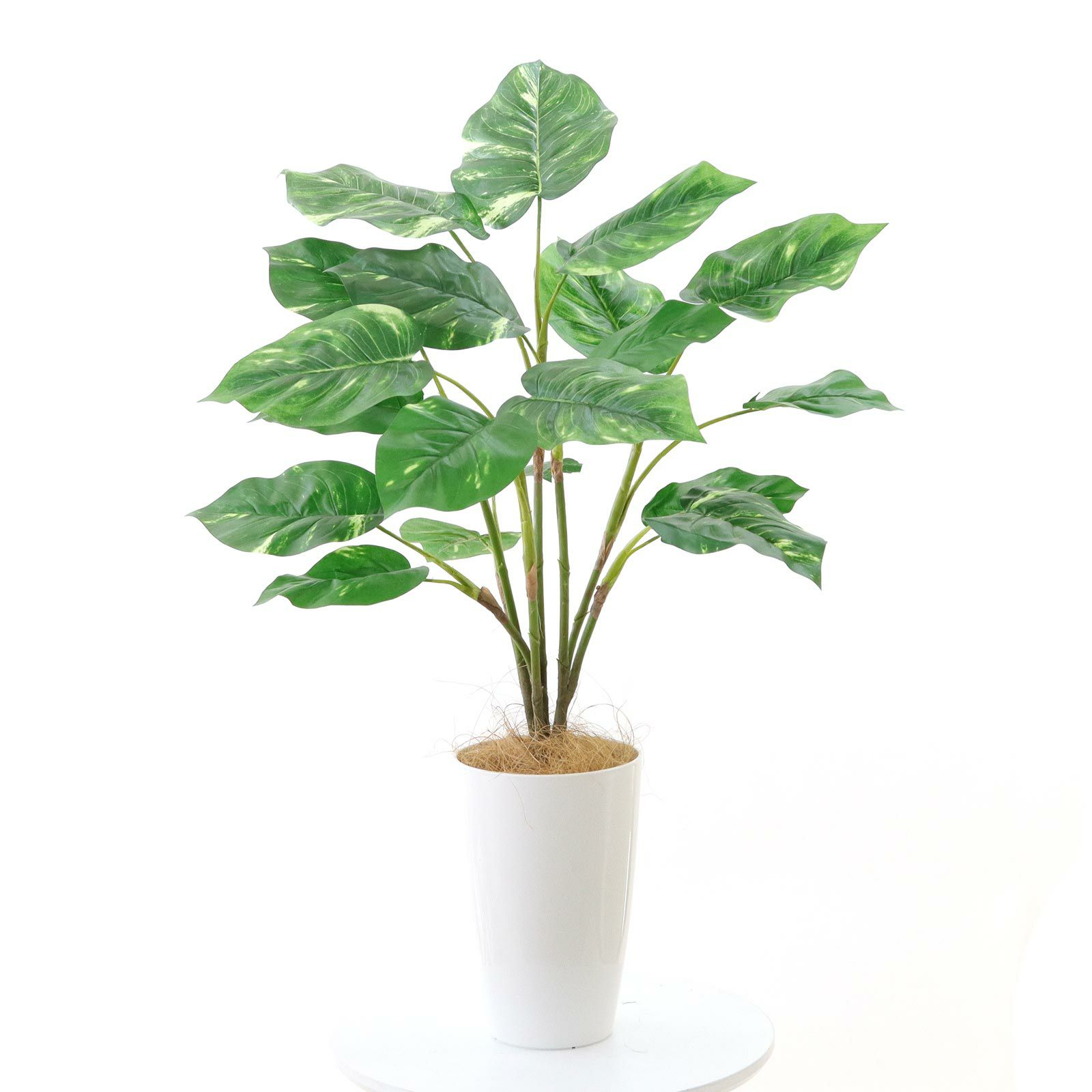 専用です　植物 000000000163-30.jpg?t=