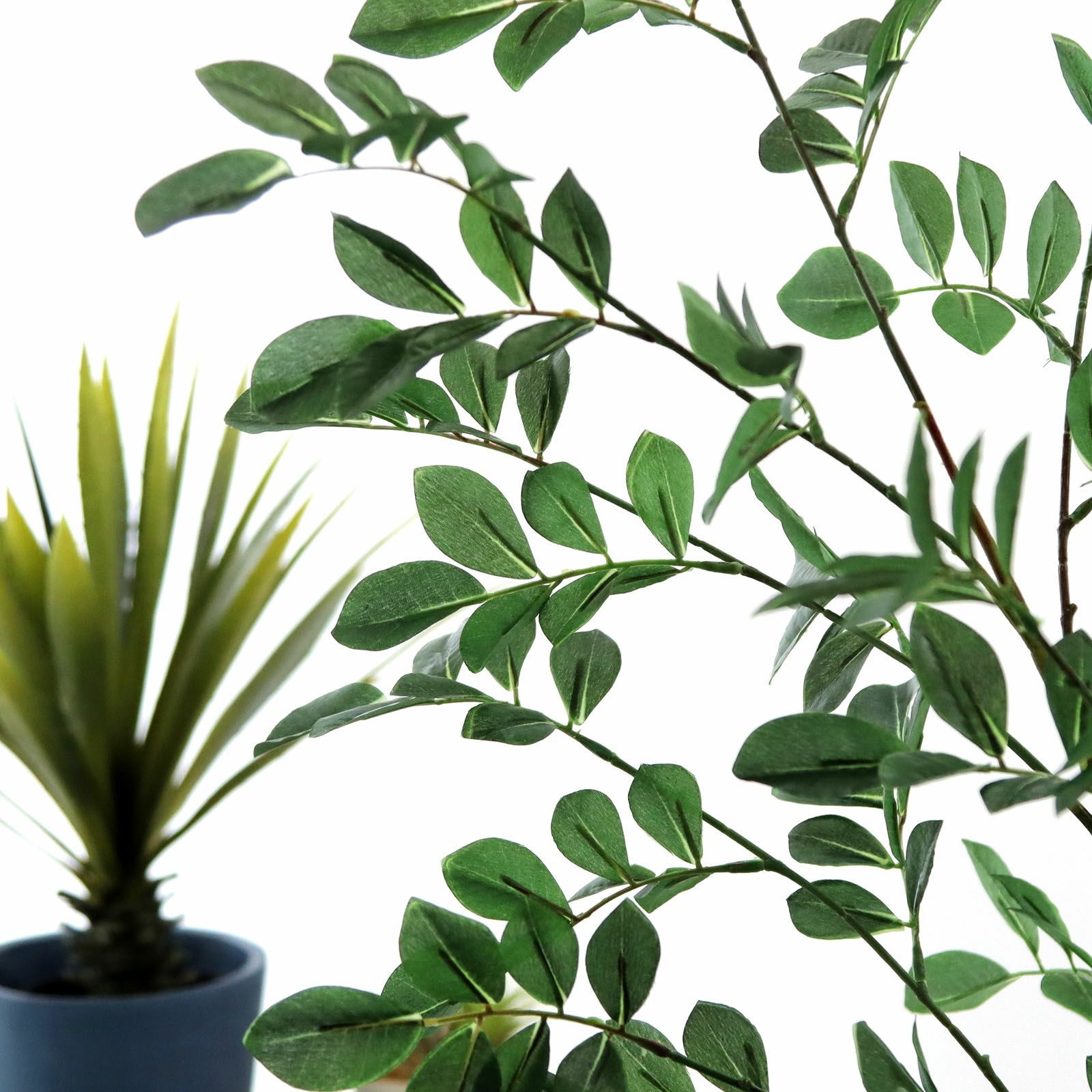 観葉植物 約80cm 羽状葉 緑 観葉植物 約80cm 羽状葉 緑 観葉植物