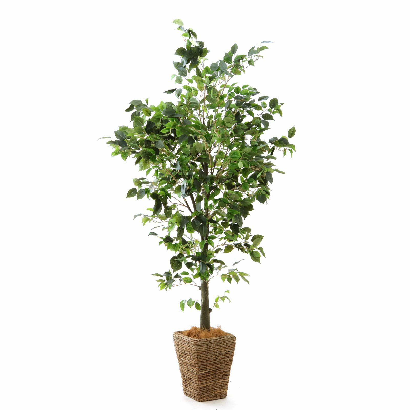 000000000167-24.jpg?t=