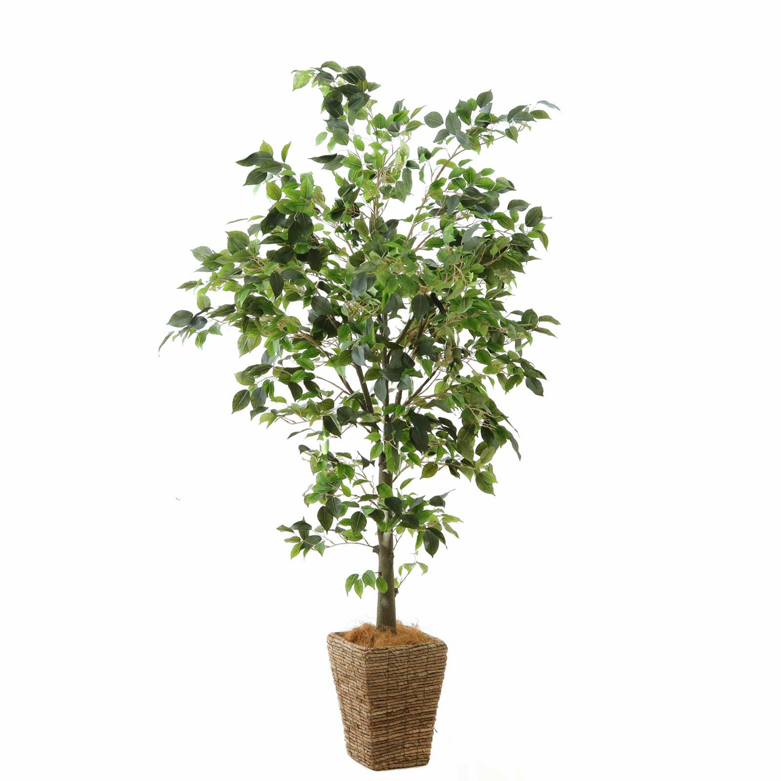 000000000167-25.jpg?t=