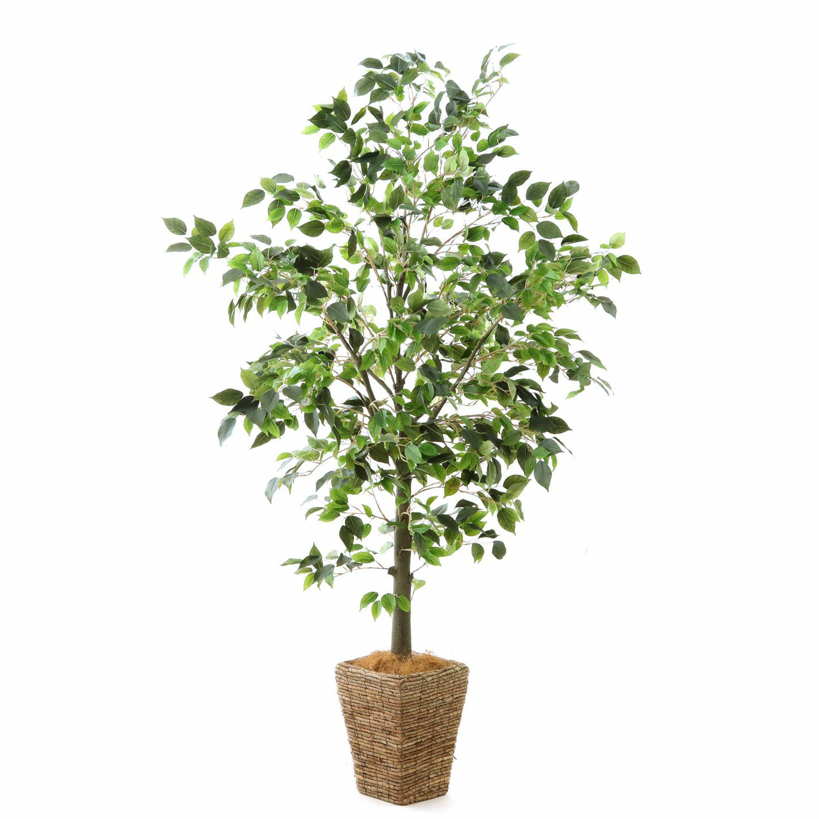 光触媒　人工観葉植物　ウォールグリーン　フェイクグリーン　ベンジャミンフィカスg imgrc0105588754.jpg