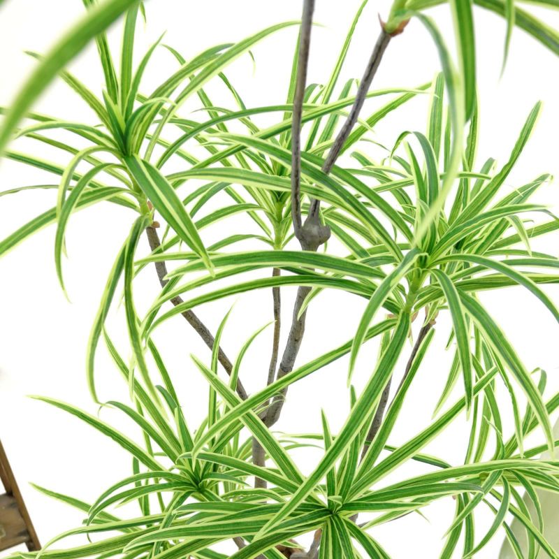 No9377 プレミアム光触媒フェイクグリーン 「ダイナミックに広がる11枝