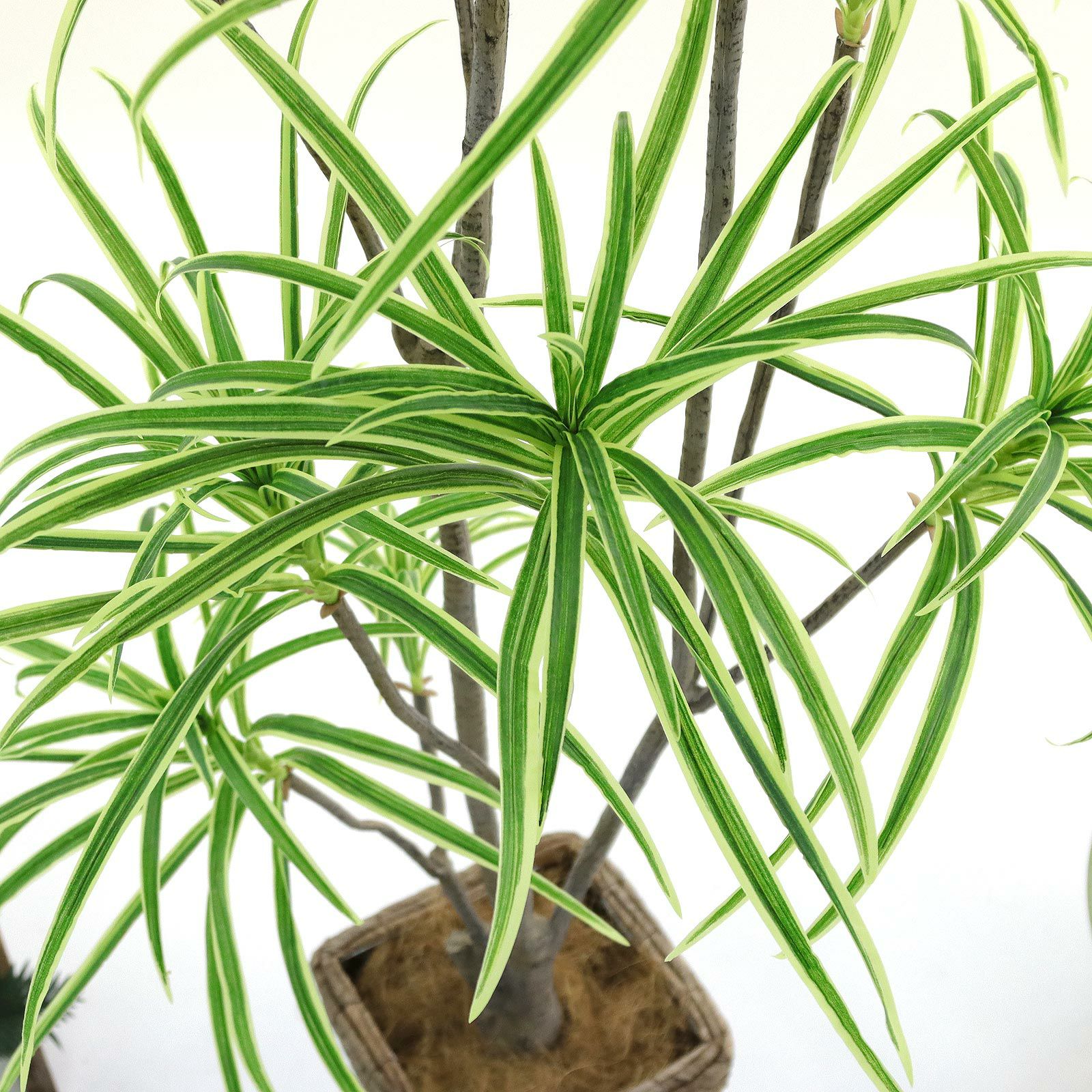 光触媒　人工観葉植物　ウォールグリーン　フェイクグリーン　東北コンシンネ110 光触媒 人工観葉植物 ウォールグリーン フェイクグリーン 東北