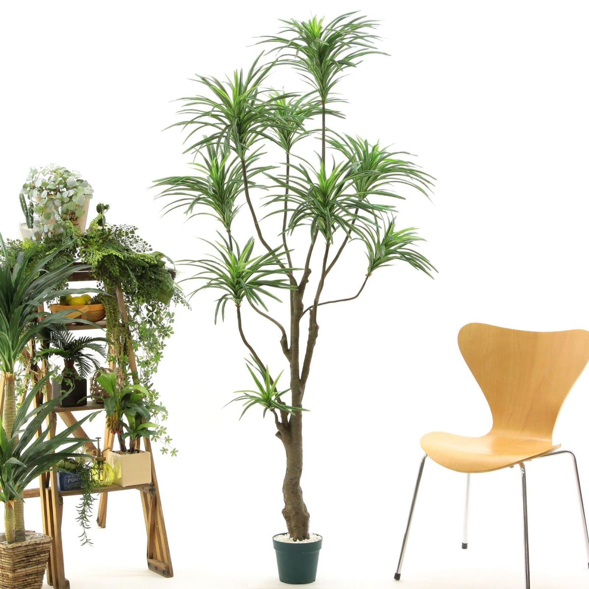 プラ鉢（+0円）