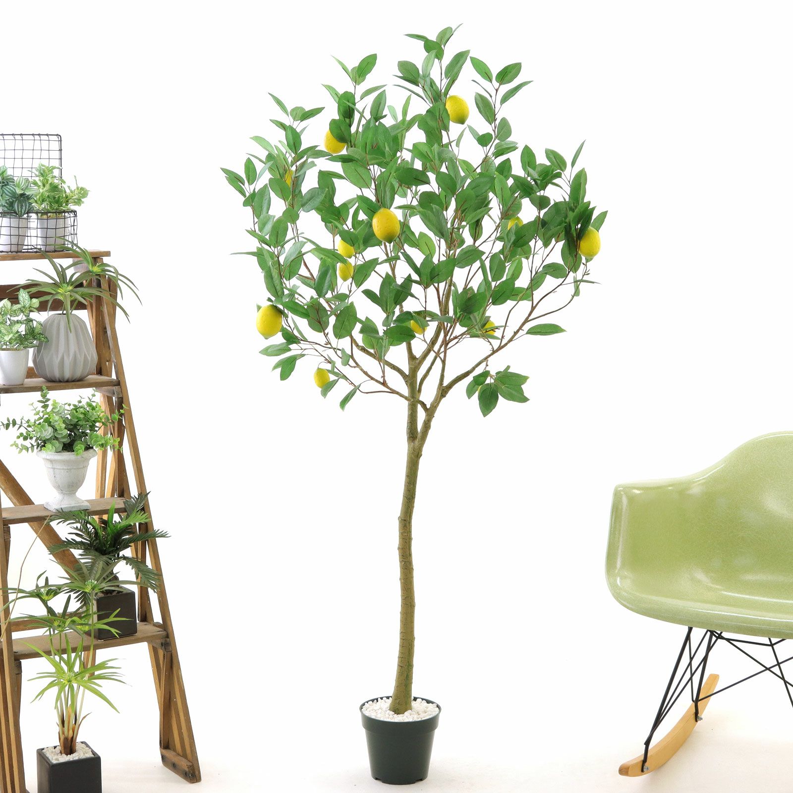 【美品】フェイクグリーン 約170cm グリーンゴールド　光触媒 光触媒 光の楽園 ゴールドクレスト1.35(ポリ製)【インテリア