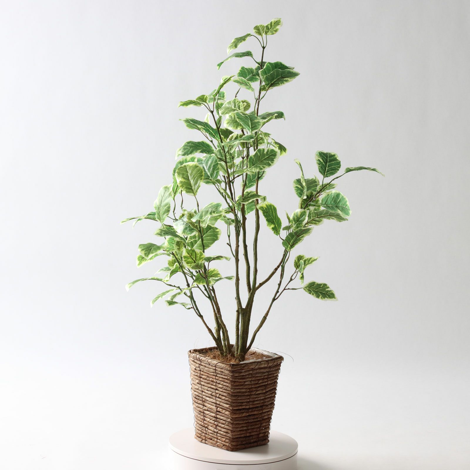 No8437 プレミアム光触媒フェイクグリーン 「斑入りの葉が揺れる