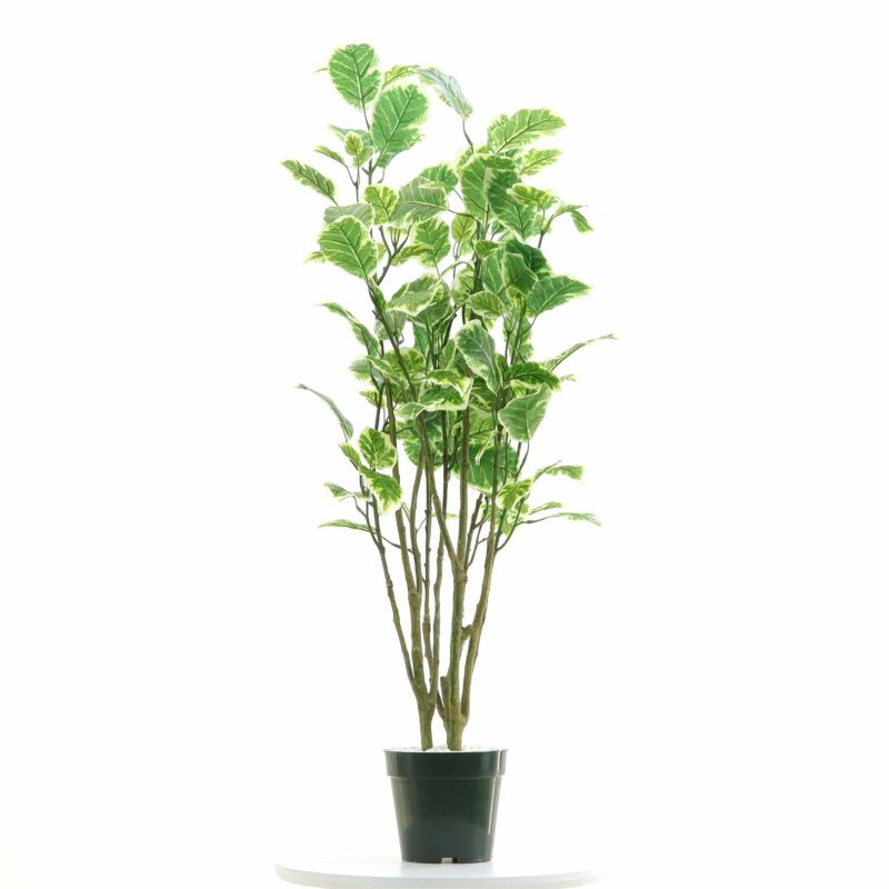 No8437 プレミアム光触媒フェイクグリーン 「斑入りの葉が揺れる