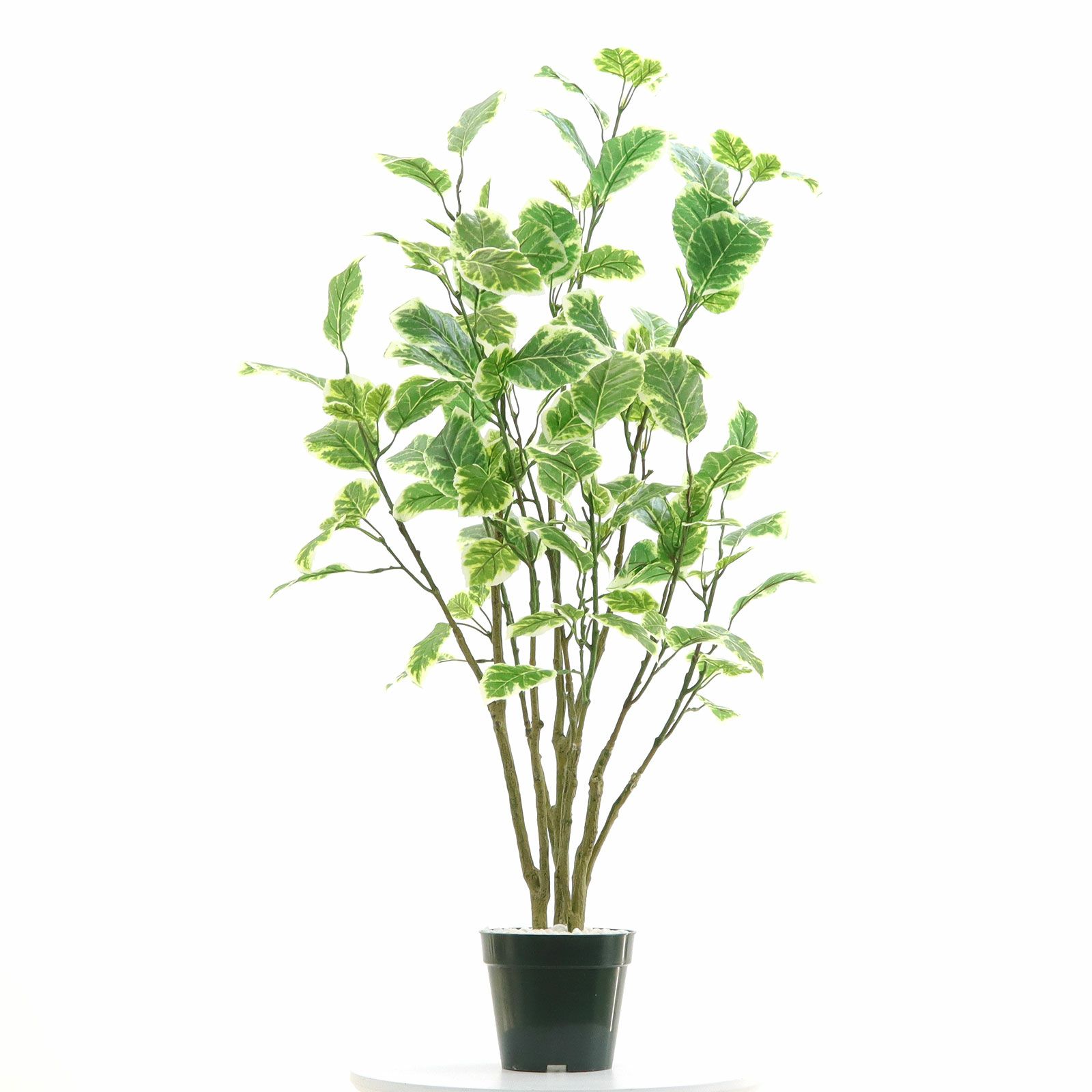 光触媒　人工観葉植物　フェイクグリーン　コーヒー コアッド(本体のみ) 200 No8437 プレミアム光触媒フェイクグリーン 「斑入りの葉が揺れる