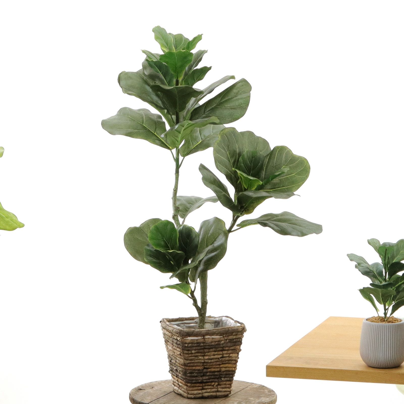 【美品】フェイクグリーン 約170cm グリーンゴールド　光触媒 No9328 プレミアム光触媒フェイクグリーン 「繊細な葉の重なり