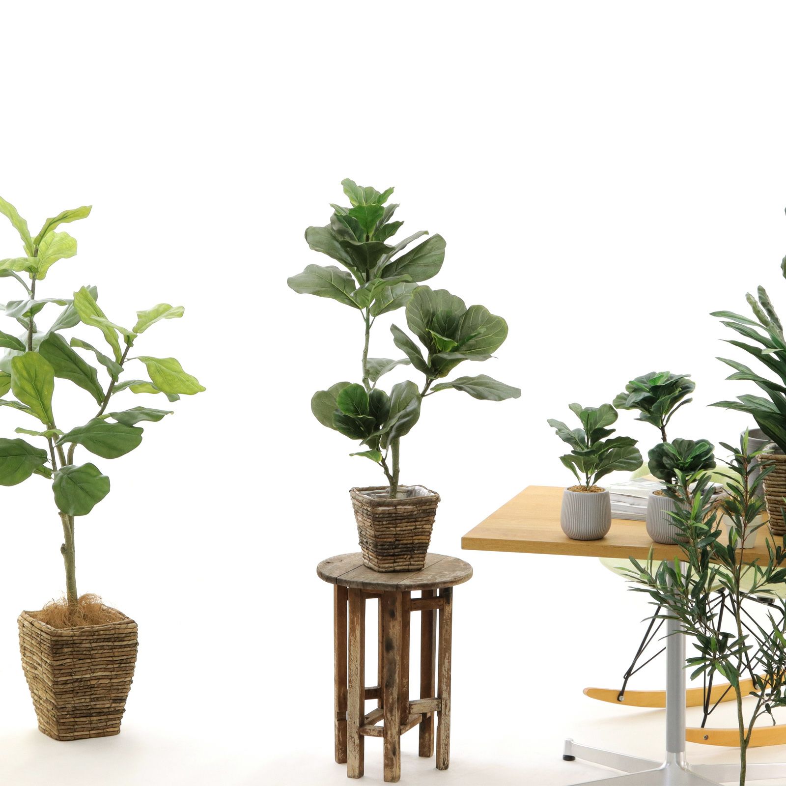 光触媒　人工観葉植物　フェイクグリーン　DXカシワバゴム1.8maj 送料無料】 アートクリエイション 観葉植物 カシワバゴム