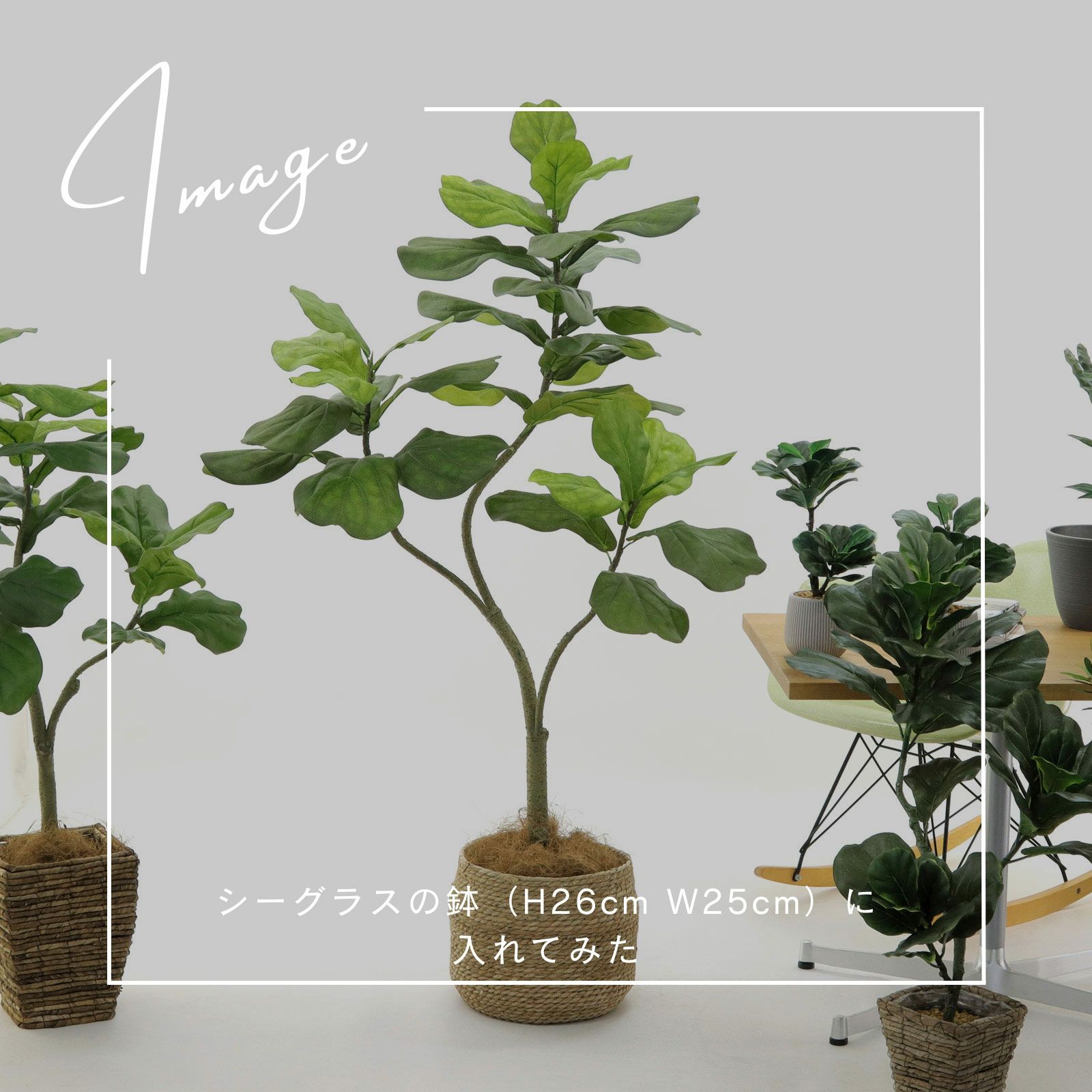 【引き取り限定】破格！大型カシワバゴムノキ 約1.6m観葉植物 引き取り限定】破格！大型カシワバゴムノキ 約1.6m観葉植物 フィカス