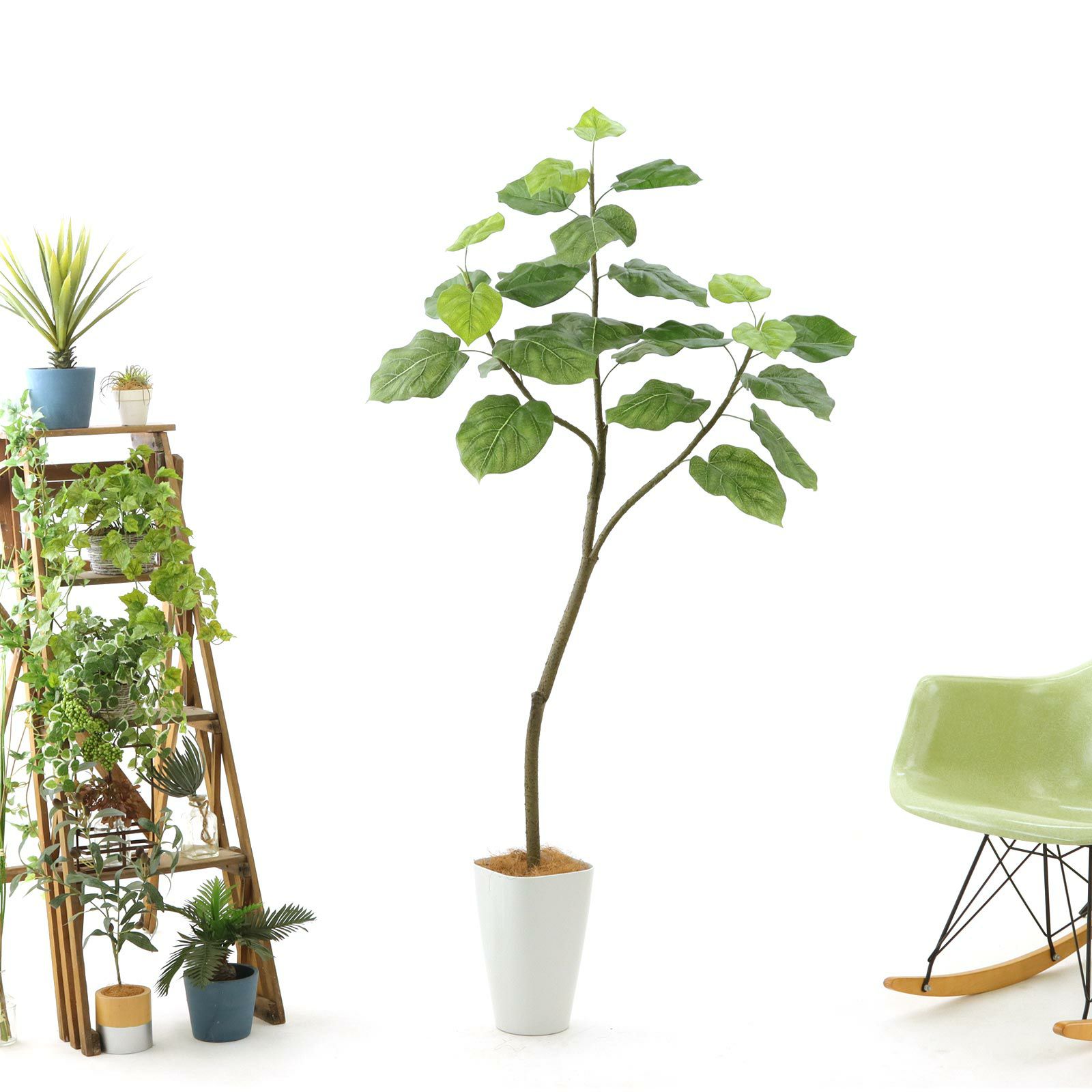 ❀そるまるす❀荒天・猛暑日は植物発送不可専用　グリーン ❀そるまるす❀荒天・猛暑日は植物発送不可専用 グリーン