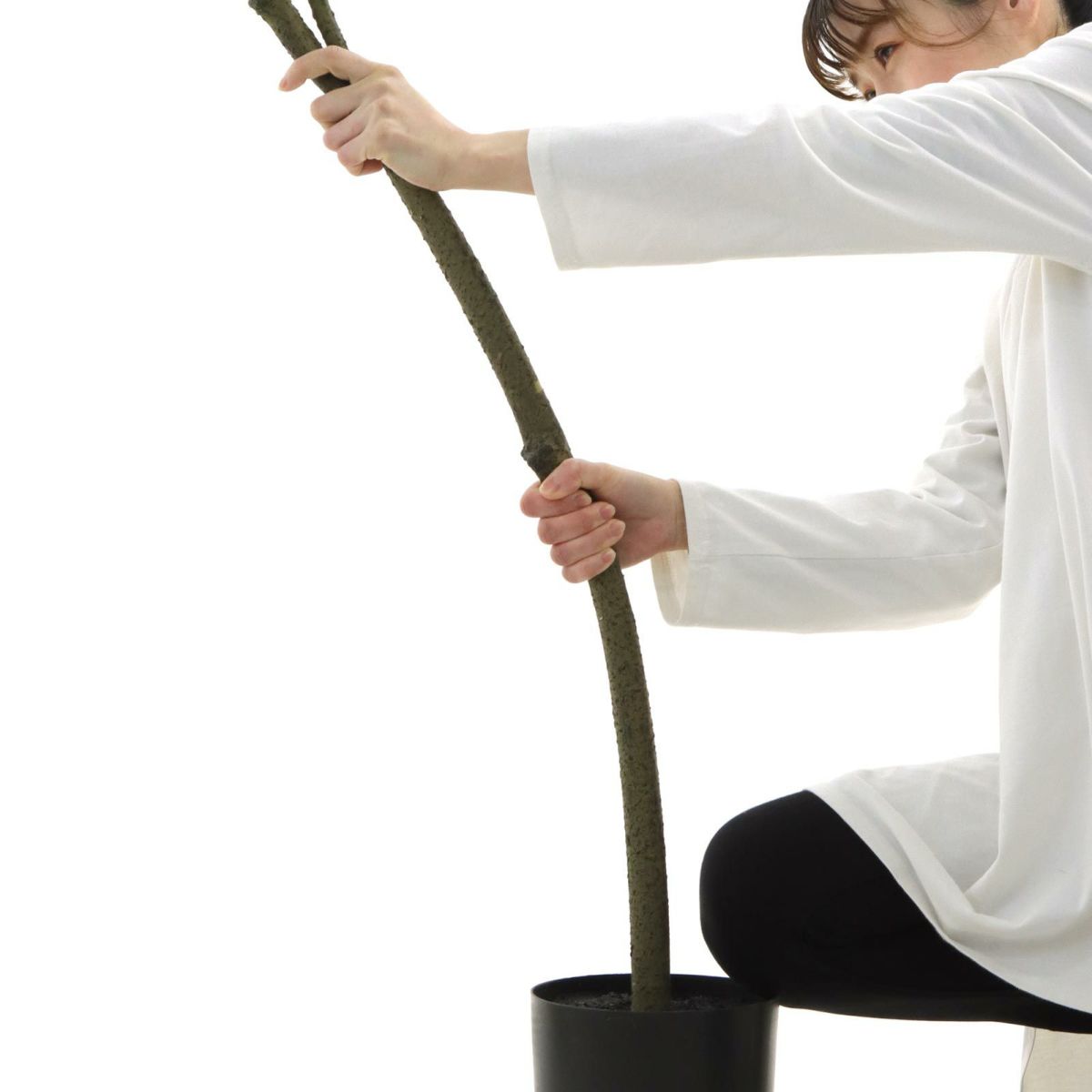 幹を曲げてお届けします